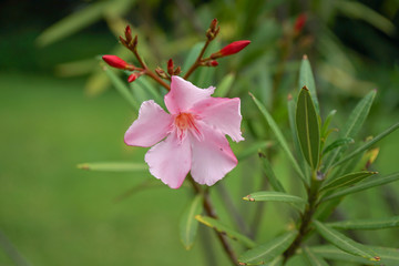 Pink Rose Bay flower, nerium oleander from the apocynaceae family