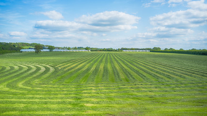 Green Meadow Grass Field