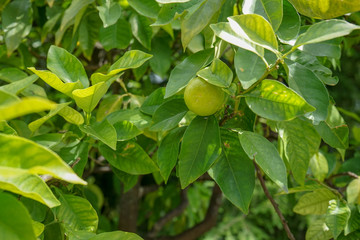 tangerine tree with ripe fruits hanging, Citrus reticulata from the rutaceae family