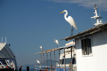 Obraz premium White herons over the boat roof