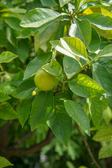 tangerine tree with ripe fruits hanging, Citrus reticulata from the rutaceae family
