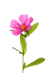 Pink rock-rose flower - obrazy, fototapety, plakaty