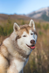 Close-up Portrait of smiley beige and white Siberian Husky dog in the forest on mountains background.
