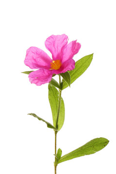 Pink rock-rose flower