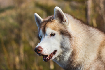 Close-up image of free and prideful dog looks like a wolf