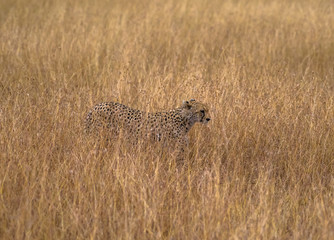 cheeta © Ihab Henri