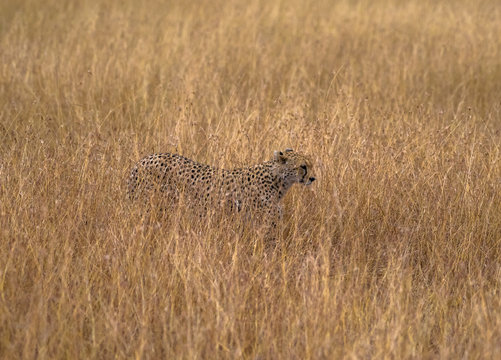 cheeta