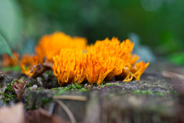 Korallenpilz auf Baumstamm