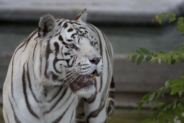 Tigrede bengala blanco macho