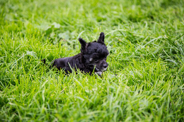 Portrait of black powder puff puppy breed chinese crested dog lying in the green grass on summer day.