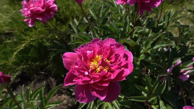 Bumblebee flies up to the peony flower, slow motion