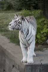 Tigrede bengala blanco macho