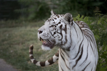 Fototapeta na wymiar Tigrede bengala blanco macho