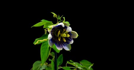 Timelapse  of passion flower blooming on a black background