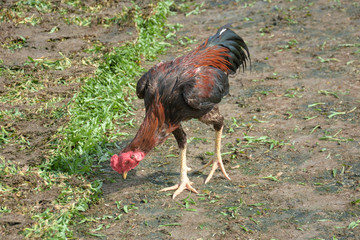 Thai fighting cock or Rooster chicken on green grass