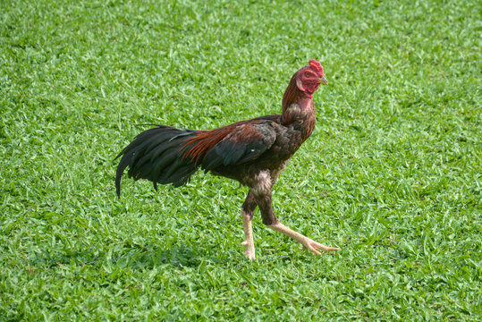 Thai fighting cock or Rooster chicken on green grass