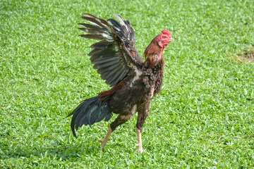 Thai fighting cock or Rooster chicken on green grass © Suwatchai