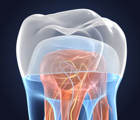 Transparent teeth with crown. 3d renderings of endodontics inner structure over white background