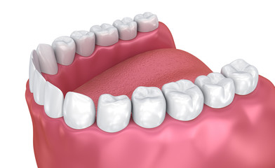 Mouth gum and teeth. Medically accurate tooth 3D illustration