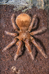 Tarantula living inside of a Terrarium 