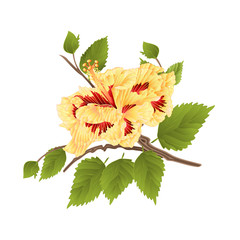 Flower yellow hibiscus  tropical plant on a white background  vintage vector illustration editable hand draw