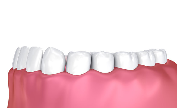 Mouth gum and teeth. Medically accurate tooth 3D illustration