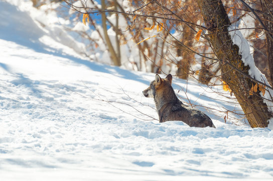 Fototapeta Young italian wolf (canis lupus italicus) in maritime alps natural park (Piedmont, Italy), walking in the snow