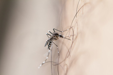 Mosquito Dengue haemorrhagic fever And diseases.danger For everyone