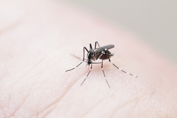 Mosquito Dengue haemorrhagic fever And diseases.danger For everyone