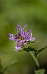 Bee on a flower macro