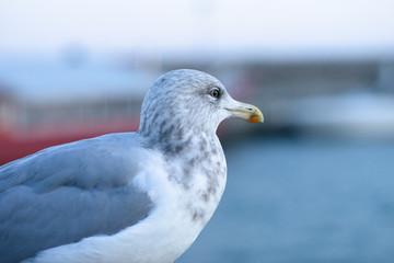 Möve Vogel am Wasser