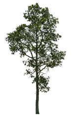Obraz premium Isolated Trees on white background with clipping path. .For golf course, park or garden decorative.