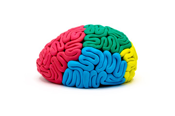 Clay model of human brain anatomy on white background