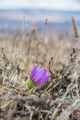 Spring color. Весенний цвет