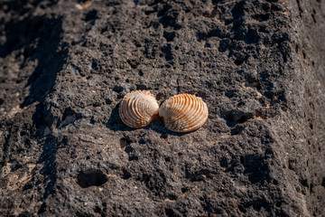 Shells on the beach