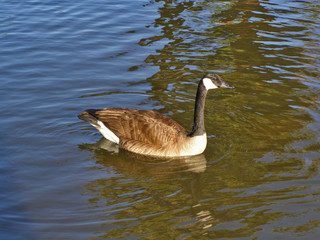 Canadian Goose