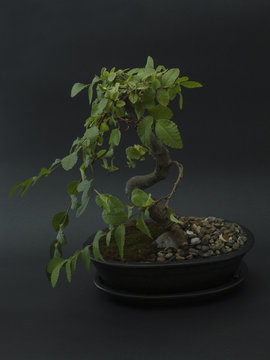miniature bonsai tree Chinese elm on a black background. 