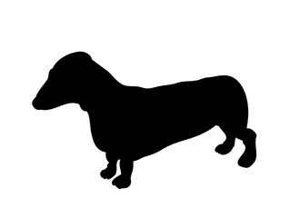 dachshund stands, dog, silhouette, vector