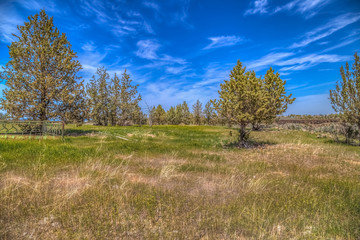 Old cattle pasture landscape 