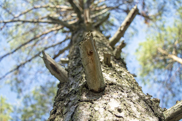 Tree trunk with knots.