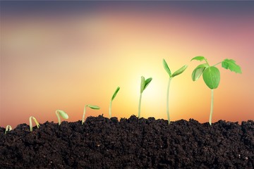 Growth of new life on bokeh background