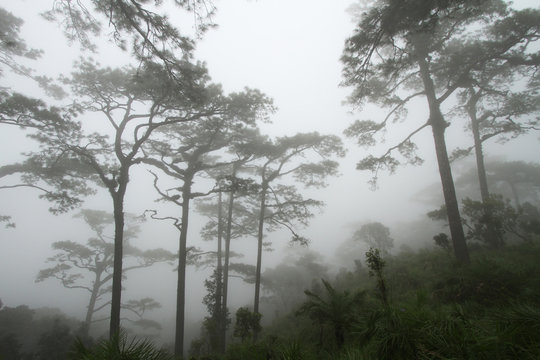 Pine Tree (Pinus merkusii) in the mist of cold