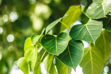 Pho tree leaf
