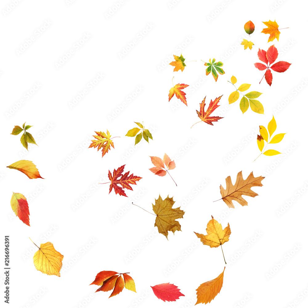 Canvas Prints Swirl of beautiful autumn leaves on white background