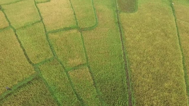 spider rice field. Aerial shot in ruteng. indonesia.