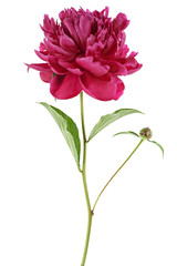 Beautiful peony flower isolated on a white background