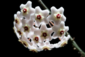 fiorellini di orchidea bianca