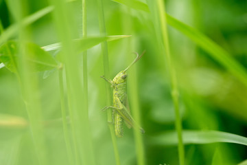 Grasshopper on the leaf of grass close up.