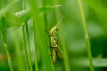 Grasshopper on the leaf of grass close up.