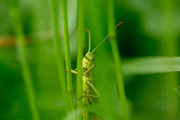 Grasshopper on the leaf of grass close up.